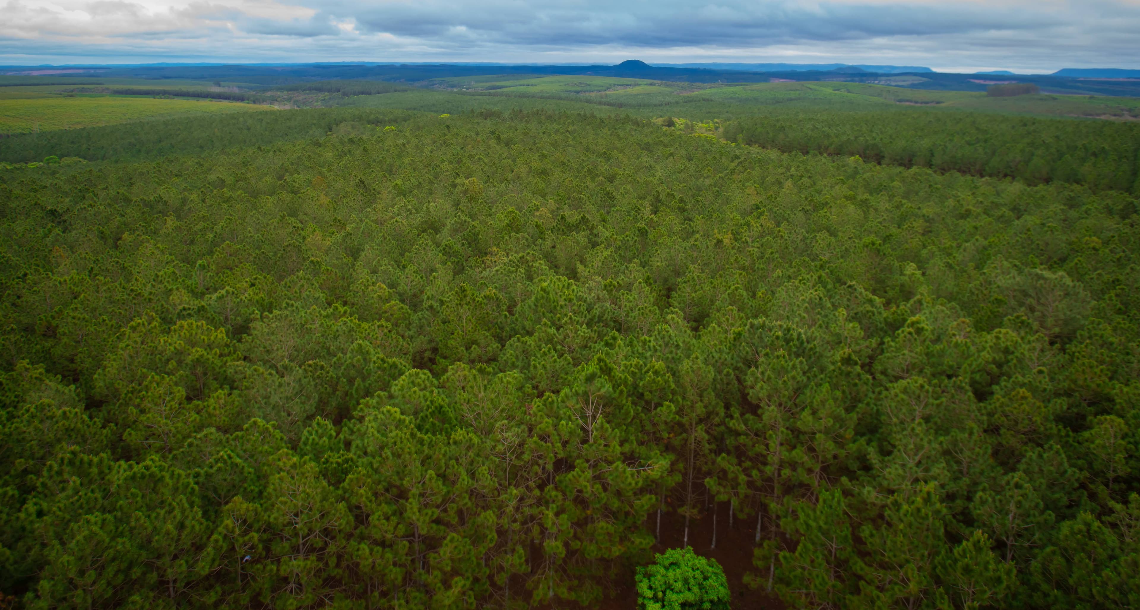 Forest landscape
